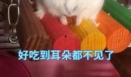 娱乐吃瓜酱鼠,揭秘娱乐圈那些不为人知的幕后故事